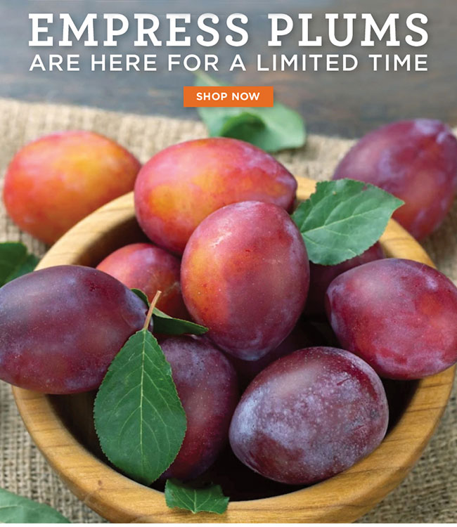 New Empress Plums are Here for a Limited Time - Get yours today! - Hale